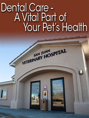 Pet Dentals