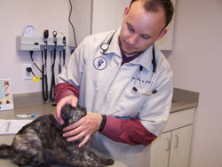 Veterinary Services in Farmington, NM