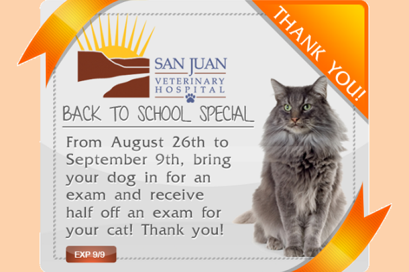 Half Off Cat Special11 - Veterinary Farmington