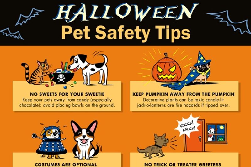 Dvm Halloween1 Slide - Veterinary Farmington