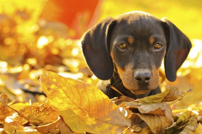 Istock 000018302942medium 620x400 1 - Veterinary Farmington