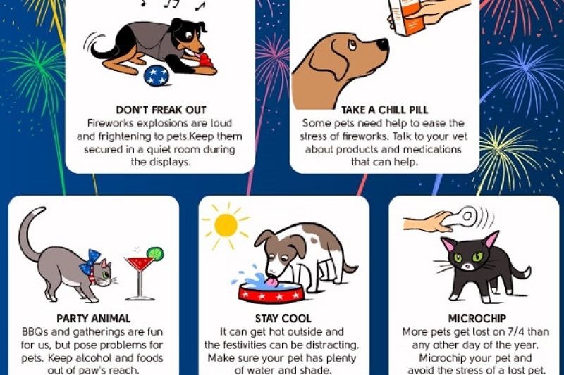 July 4th Pet Safety Tips - Veterinary Farmington