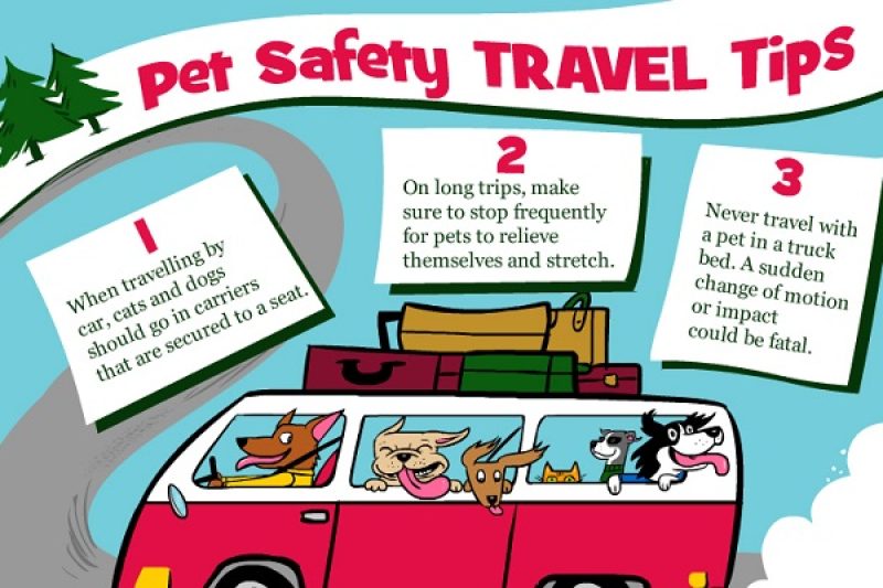 Pet Travel Safety - Veterinary Farmington