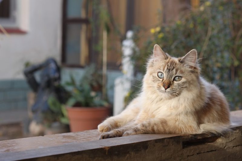 Cat Friendly Practice - Veterinary Farmington