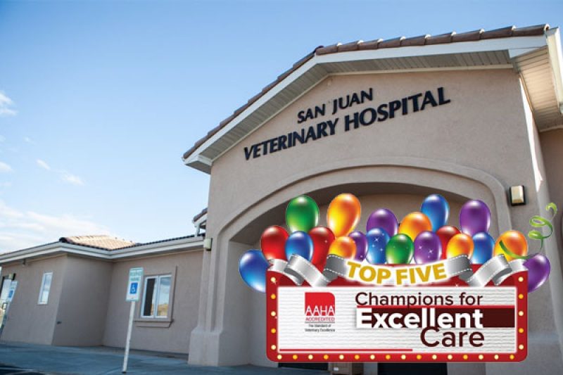 Top 5 Finalist – AAHA Hospital of the Year - Veterinary Farmington