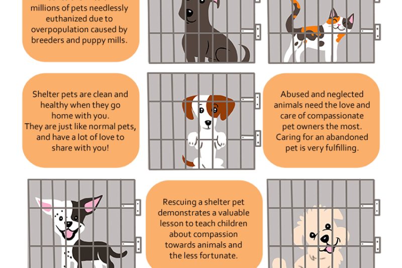 Dvmadopt 750x808 1 - Veterinary Farmington
