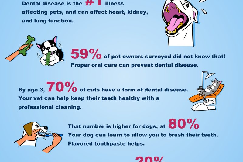 Dental Copy - Veterinary Farmington