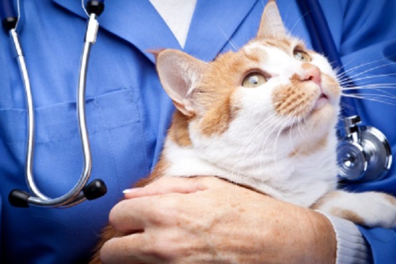 Laser Therapy Helps Pets - Veterinary Farmington