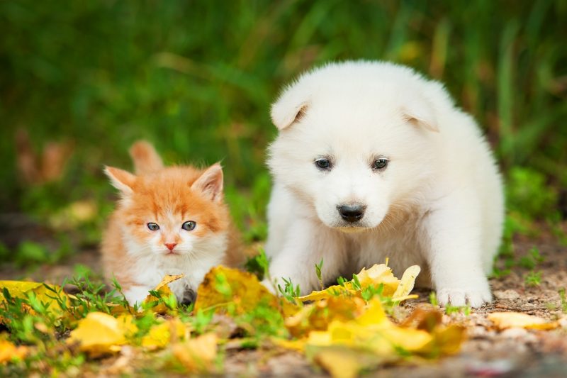 Heartworm 101 for Dogs and Cats - Veterinary Farmington