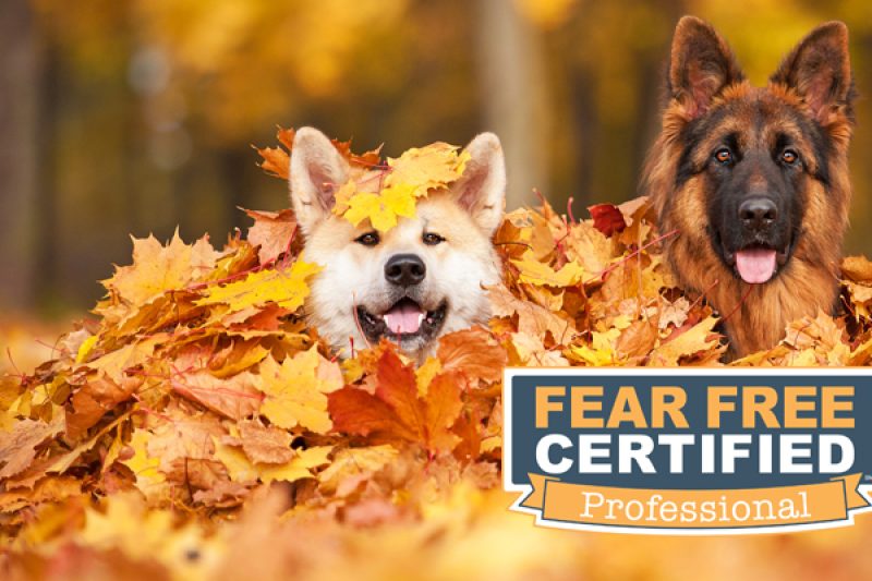 Fear Free Certified! - Veterinary Farmington