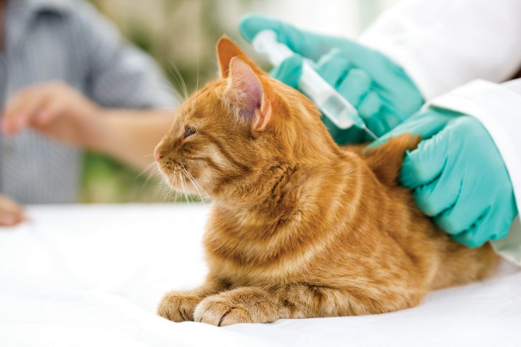 Pet Vaccinations in Farmington, NM