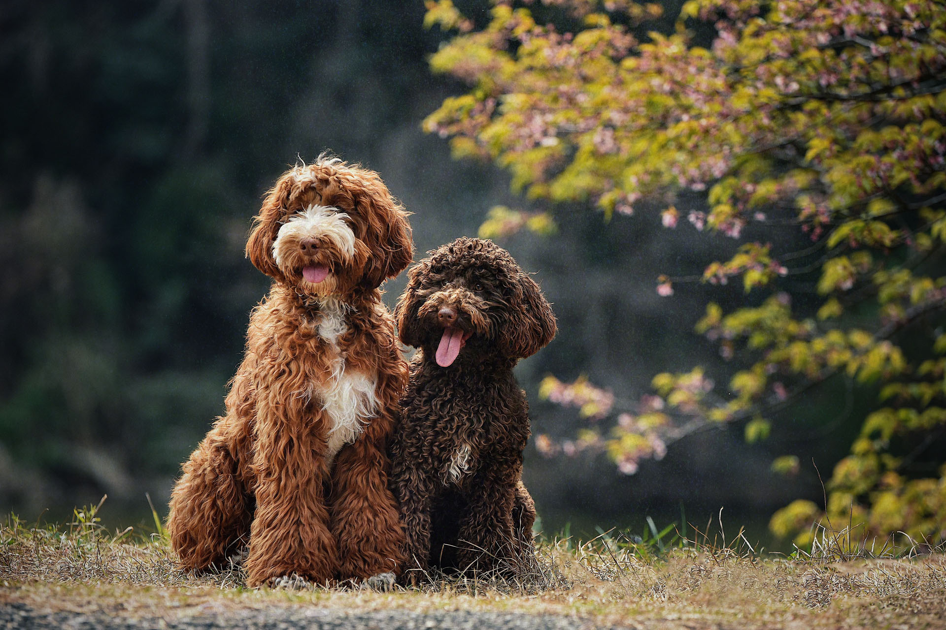 Veterinarian in Farmington, NM