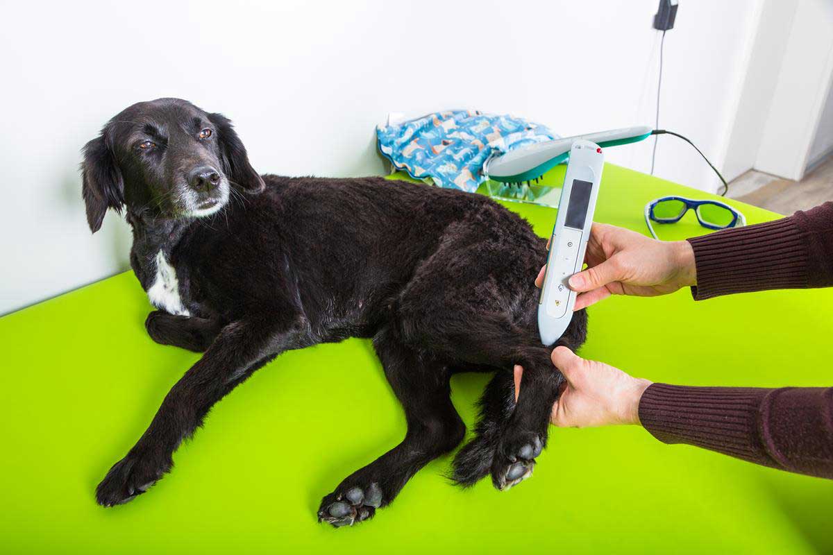 Laser Therapy in Farmington, NM