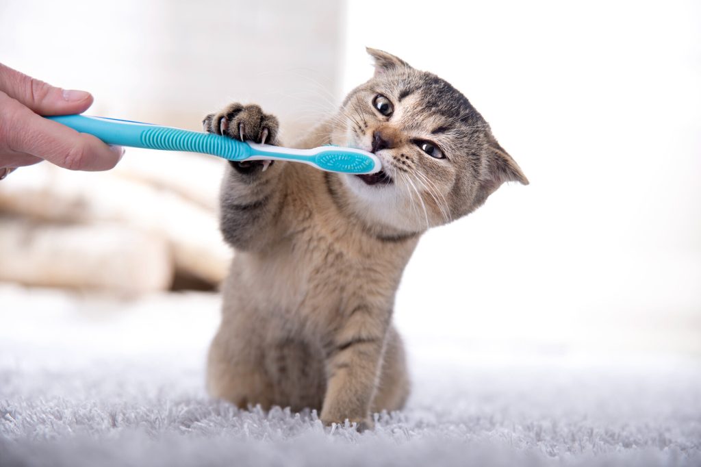 Pet Dental Care in Farmington